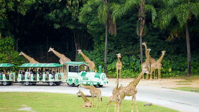 4万公里 ，100%出勤率！rb88随行版观光车助力长隆打造沉浸式生态之旅